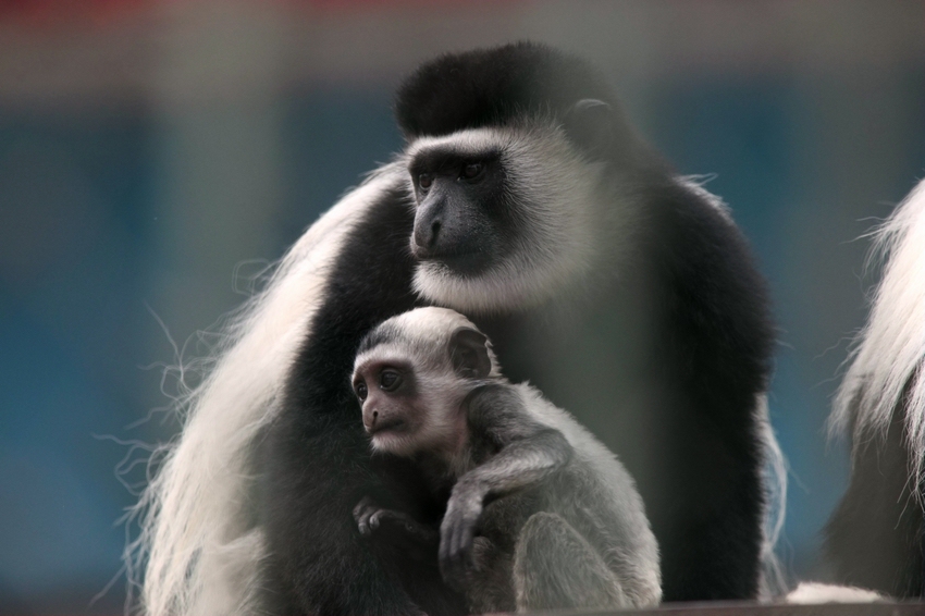 Eastern black-and-white colobus