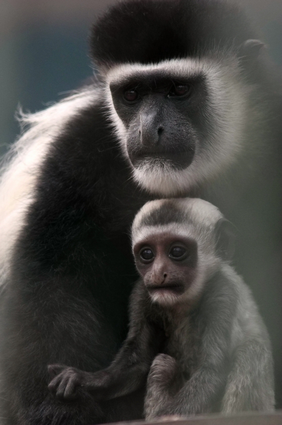 Eastern black-and-white colobus