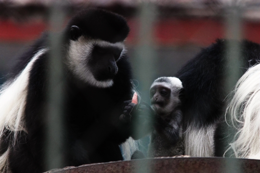 Eastern black-and-white colobus