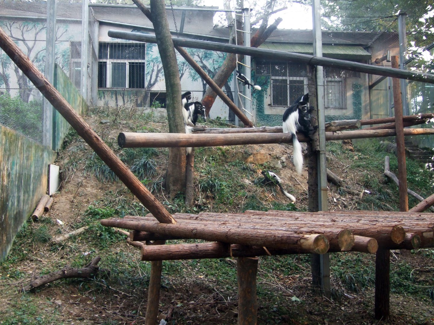 Eastern Black-and-white Colobus