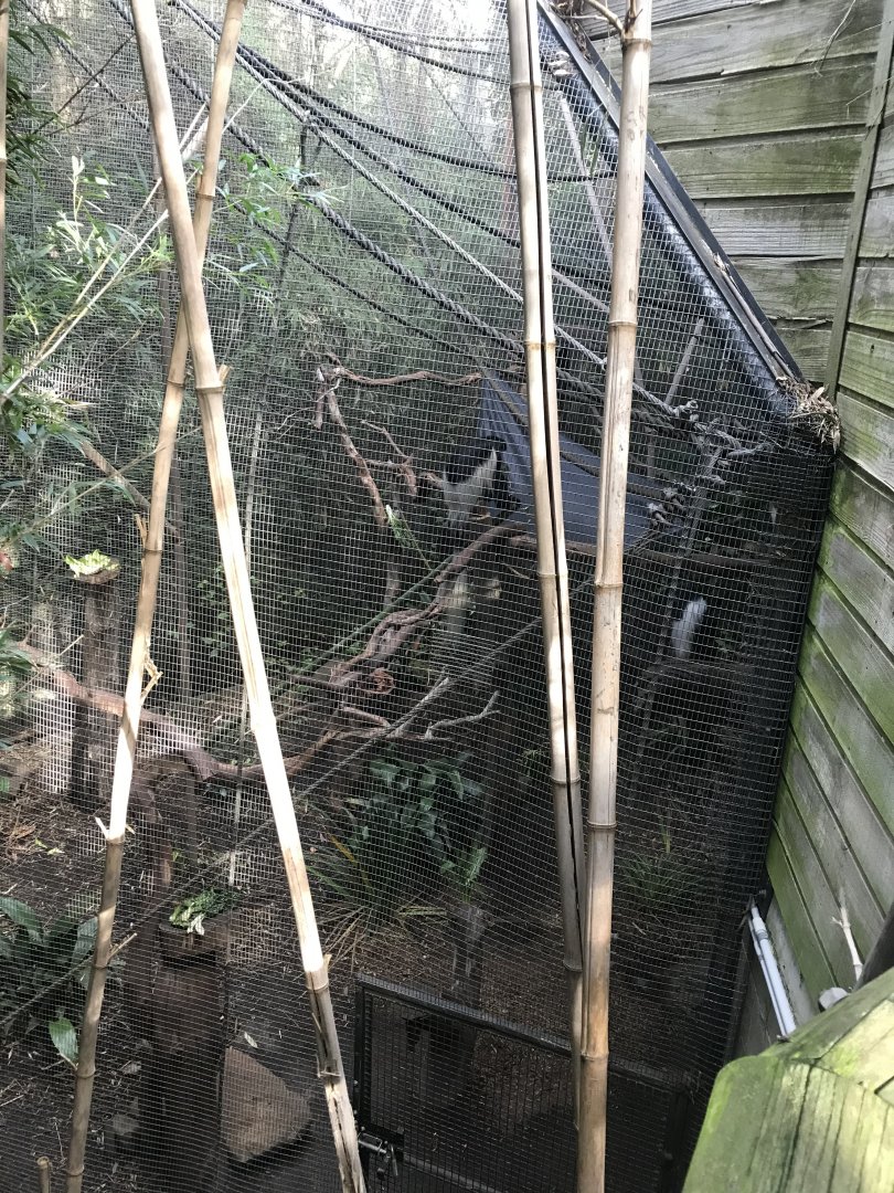 Eastern Black and White Colobus