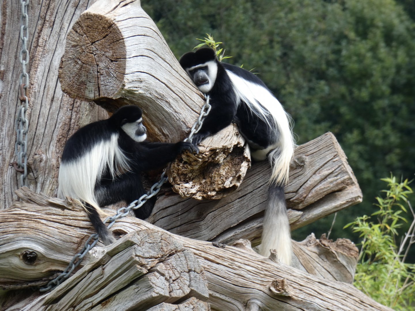 Eastern Black-and-white Colobus