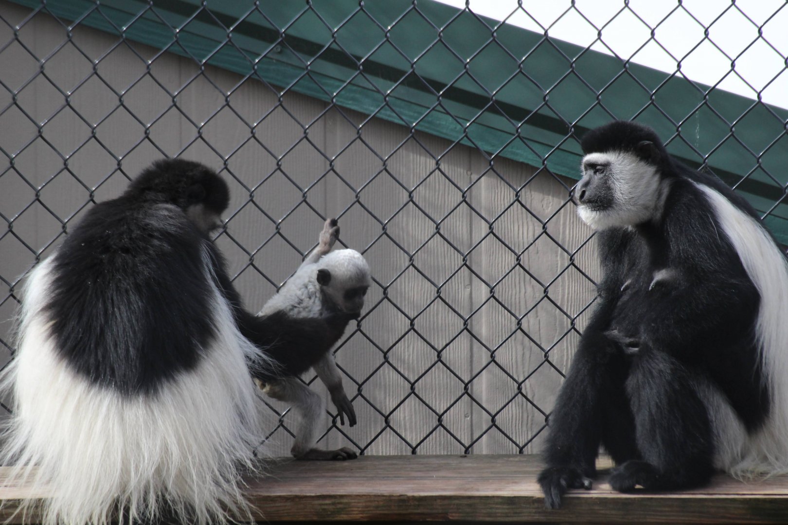 Eastern Black-and-white Colobus