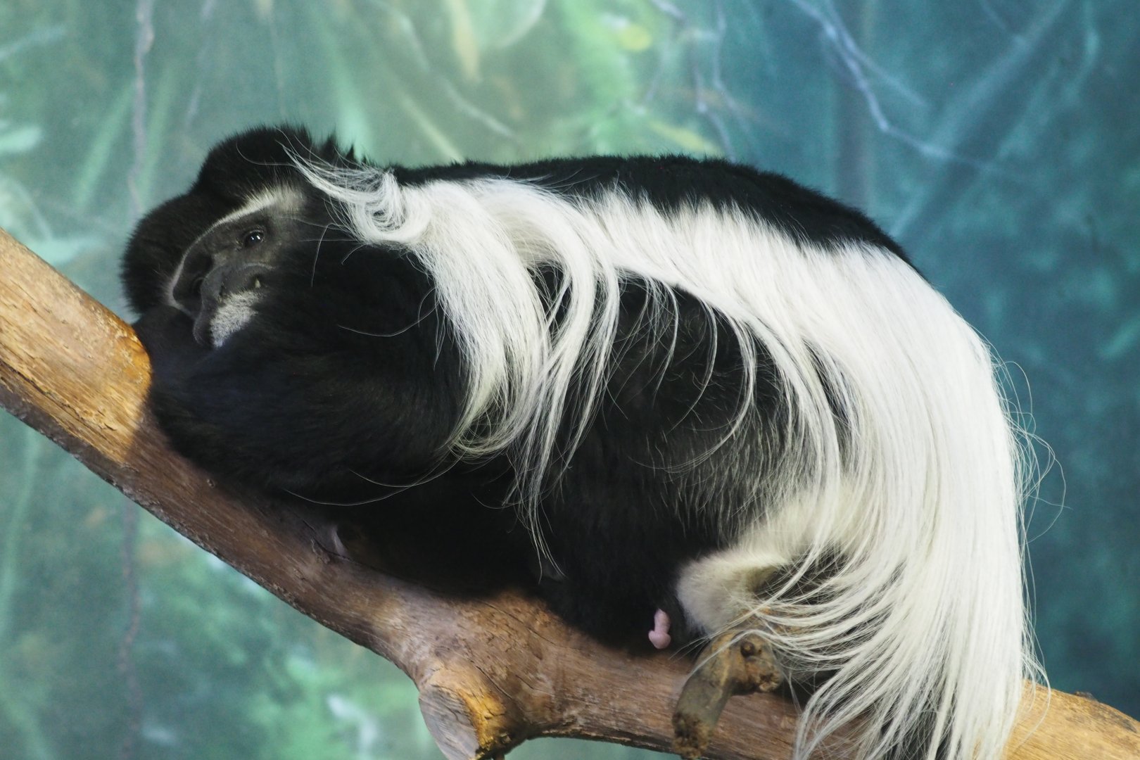 Eastern black and white colobus