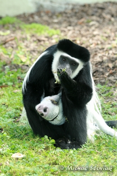 Eastern Black-and-white Colobus