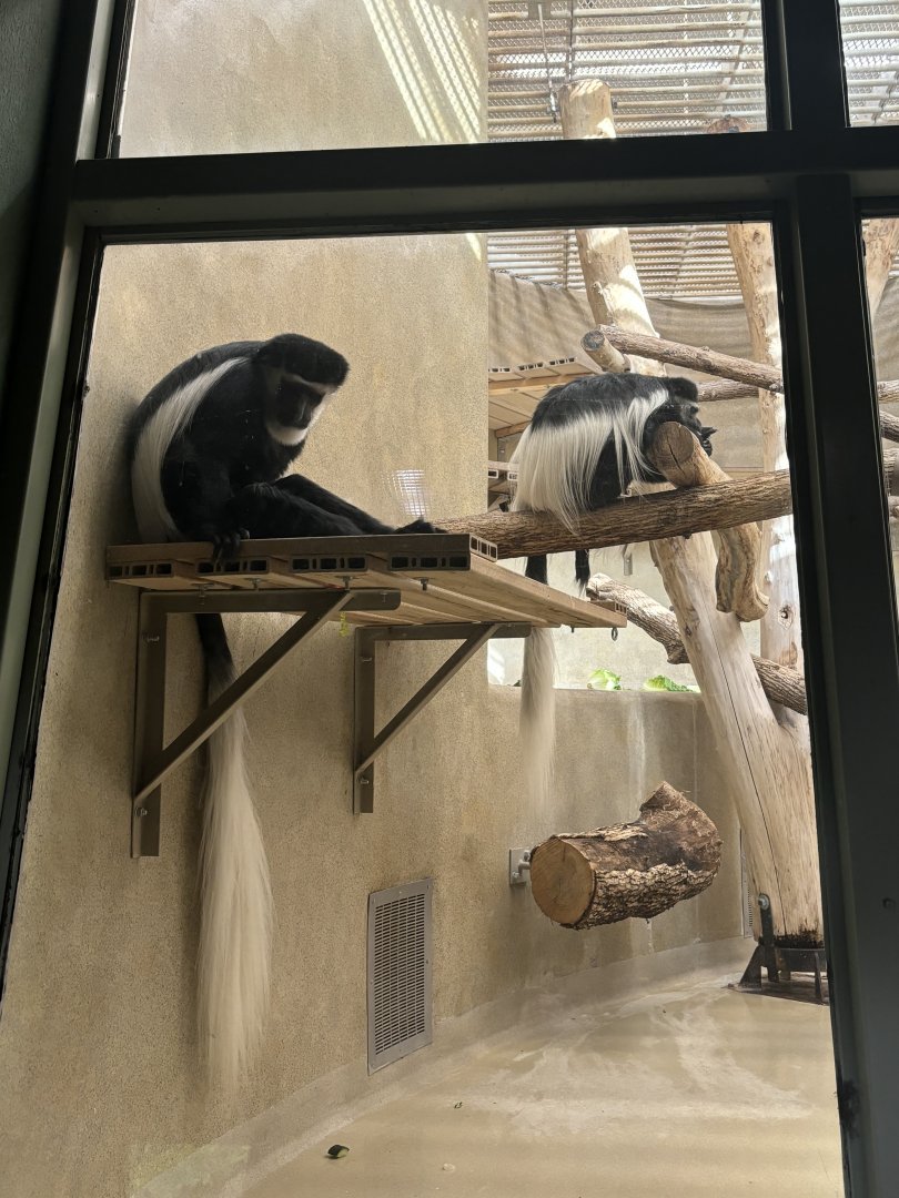 Eastern Black-and-White Colobus