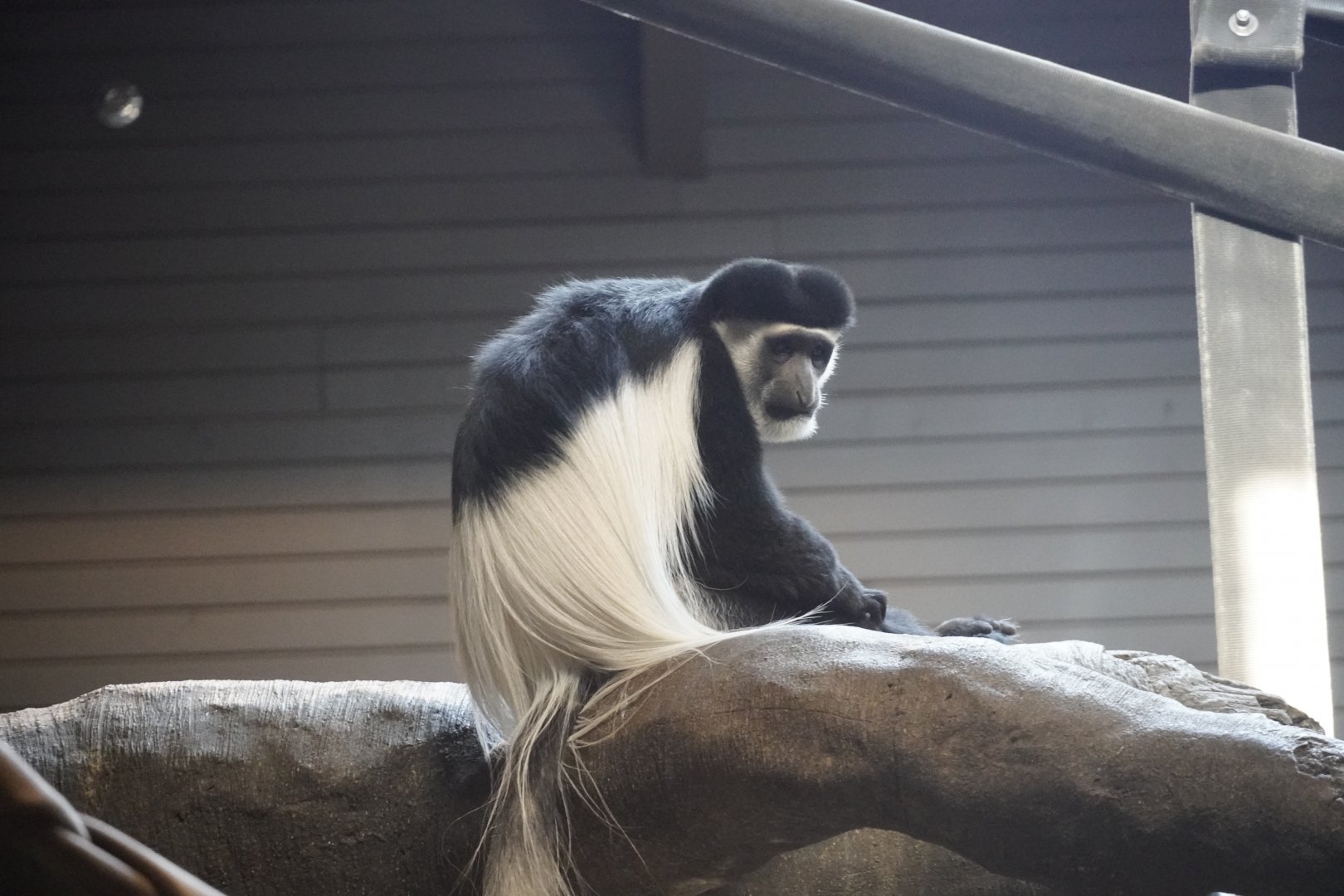 Eastern Black-and-White Colobus