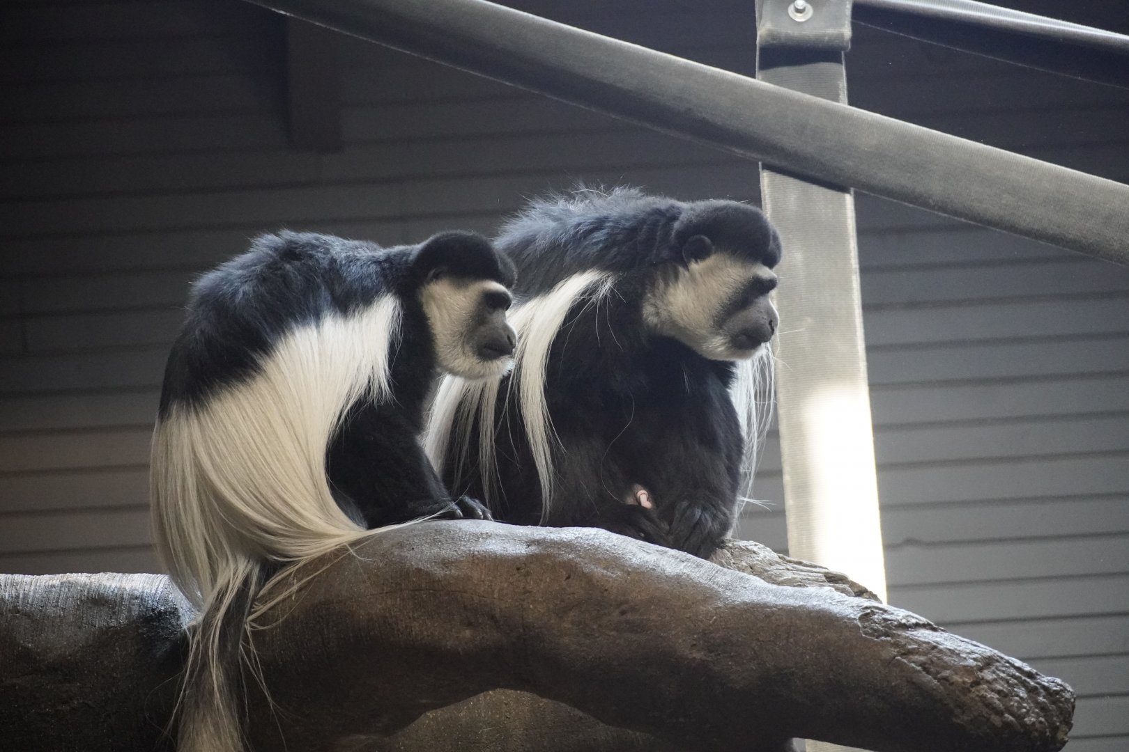 Eastern Black-and-White Colobus
