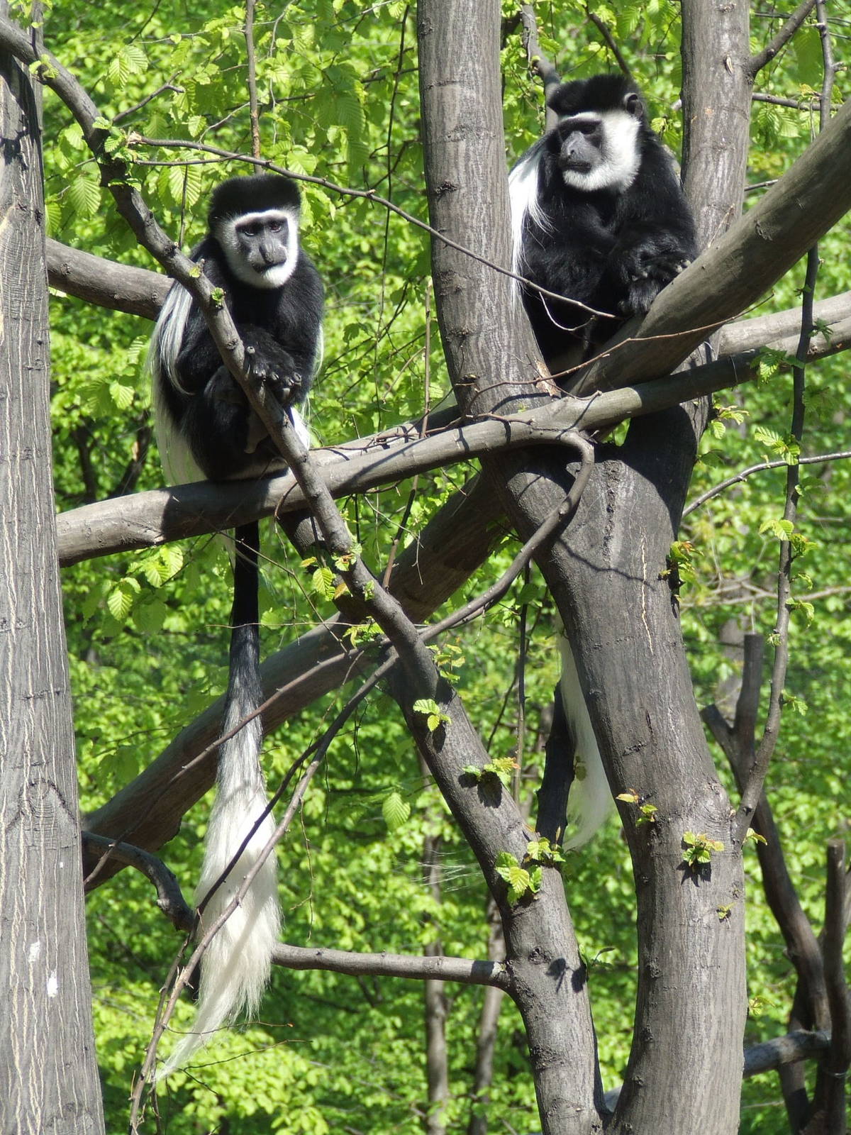 Eastern black-and-white colobuses @ Miskolc Zoo, Hungary