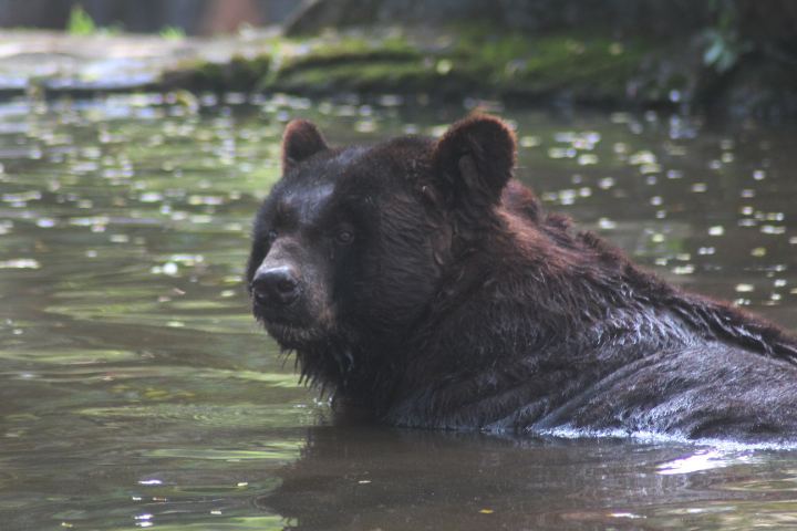 Eastern black bear (Ursus americanus americanus)