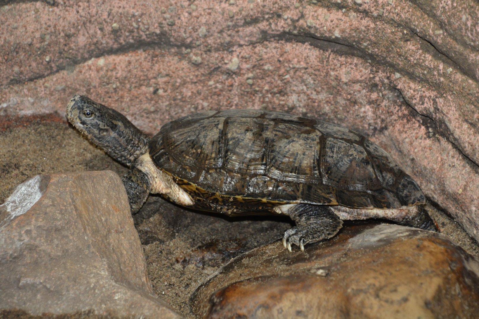 Eastern black-bridged leaf turtle (Cyclemys pulchristriata)