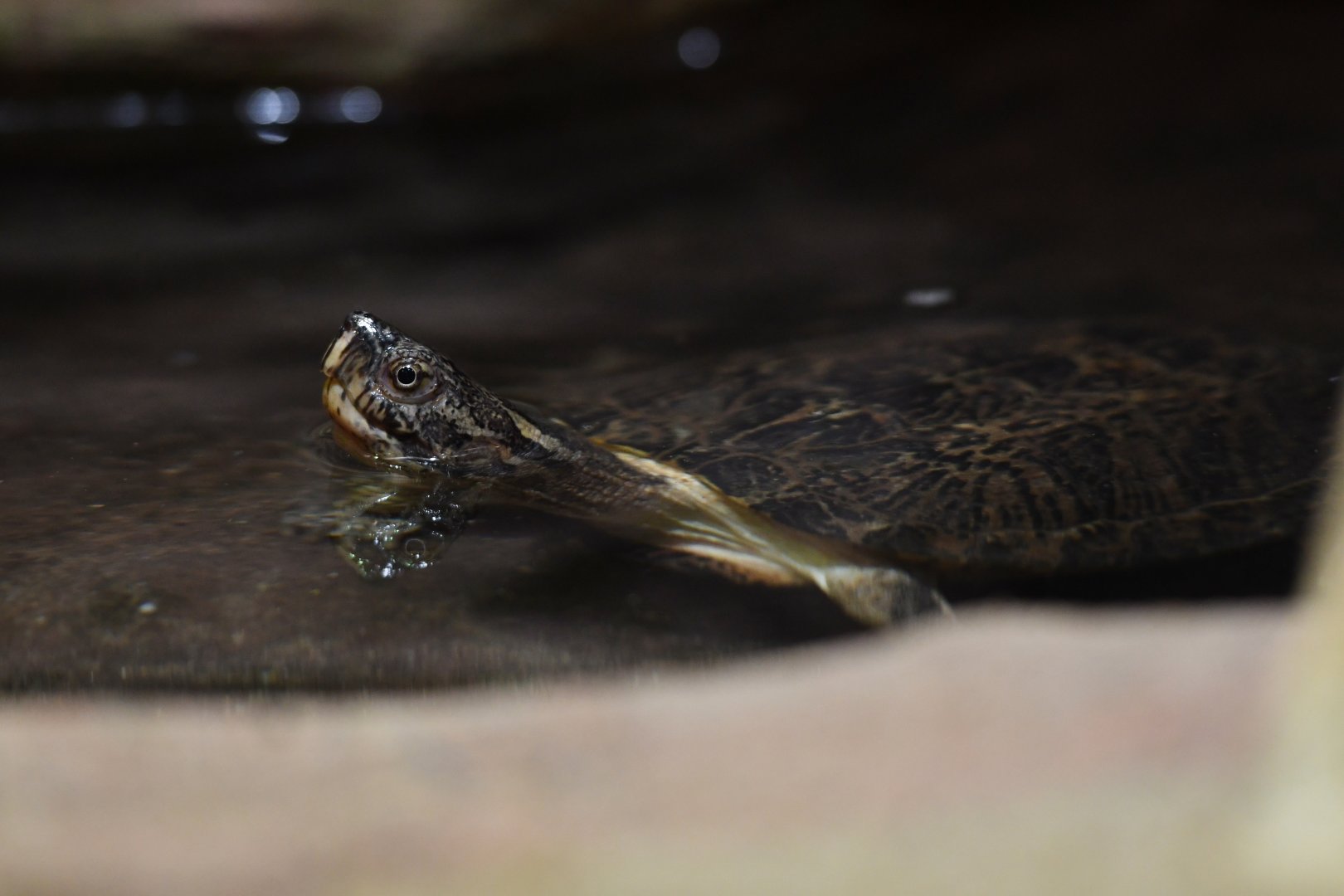 Eastern black-bridged leaf turtle Cyclemys pulchristriata