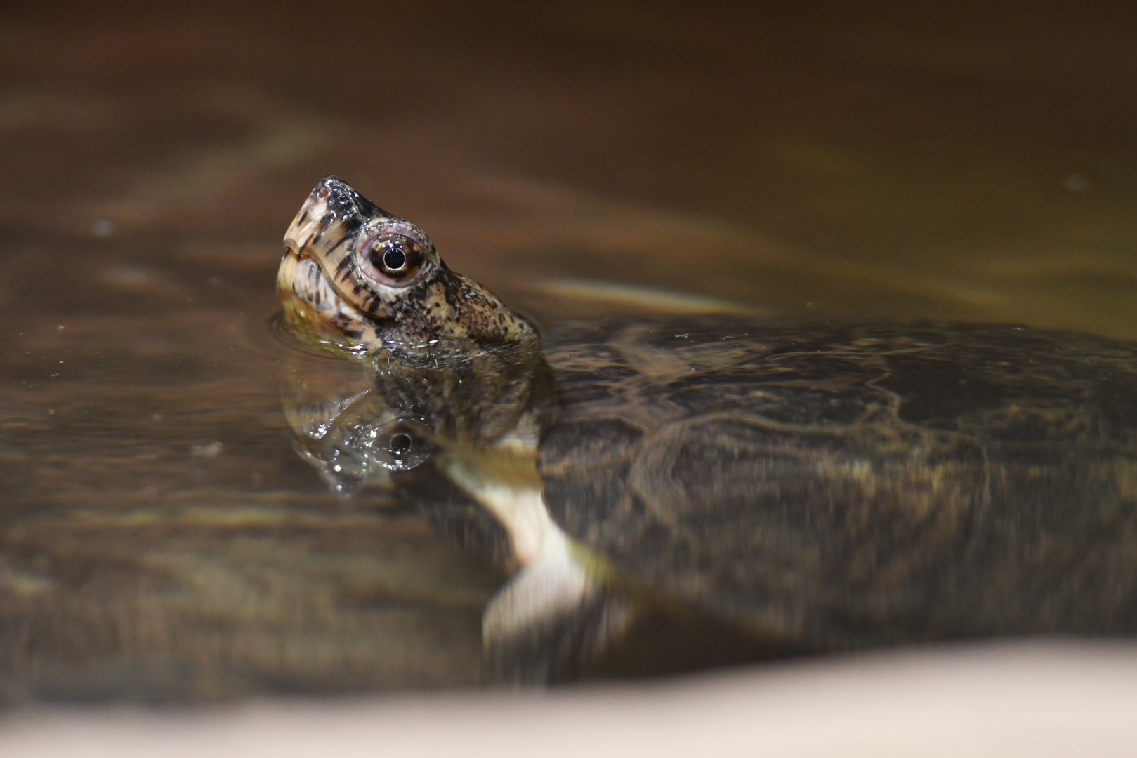 Eastern black-bridged leaf turtle Cyclemys pulchristriata