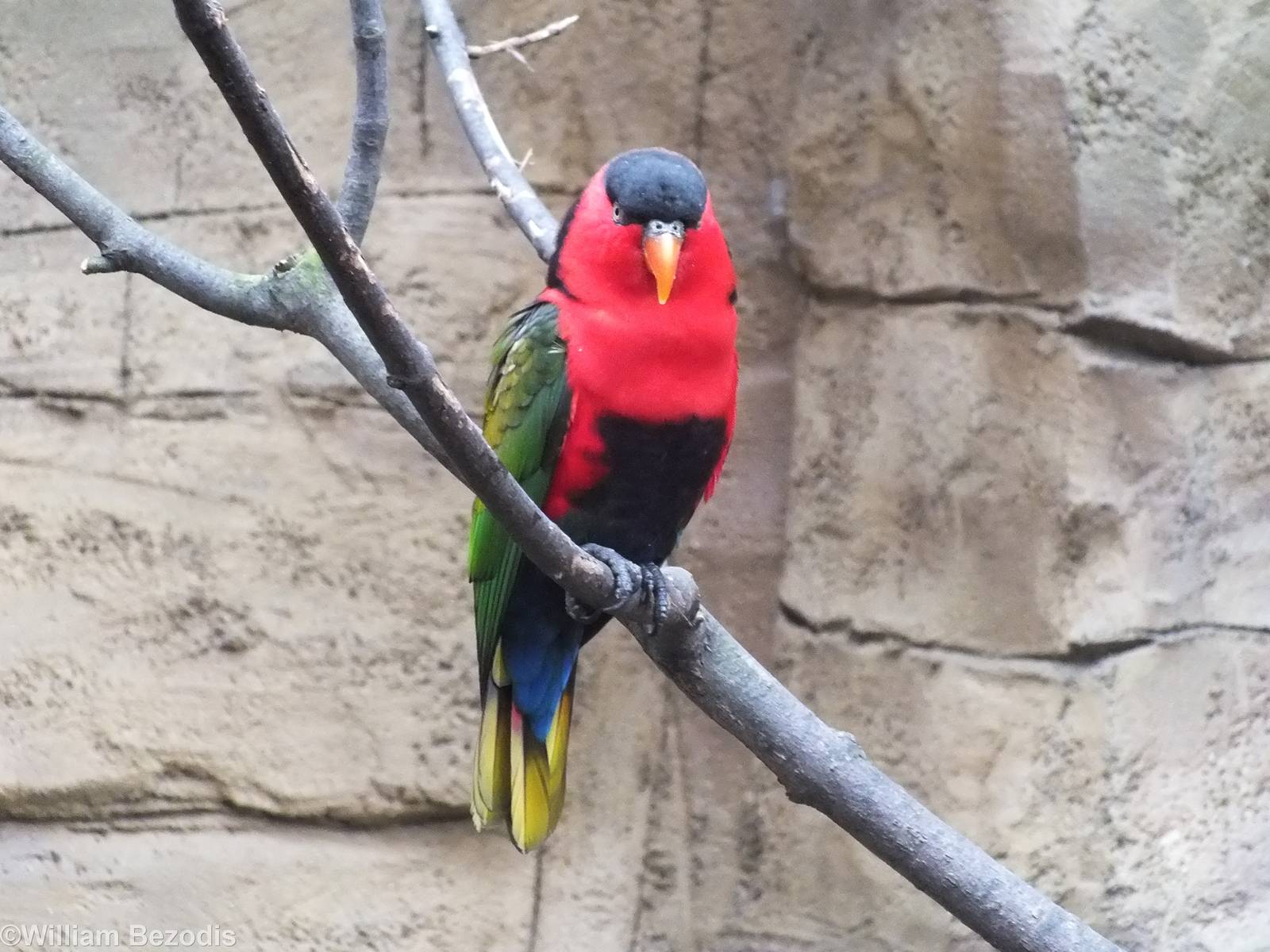 Eastern Black Capped Lory - Walkthrough Aviary - Papua