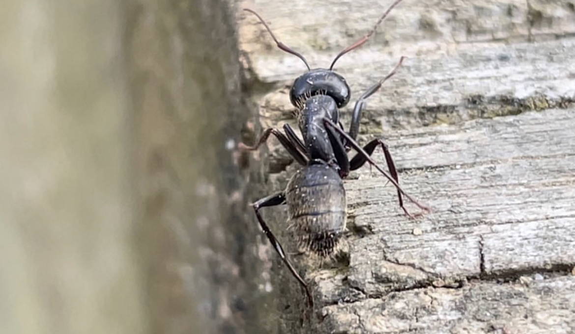 Eastern black carpenter ant