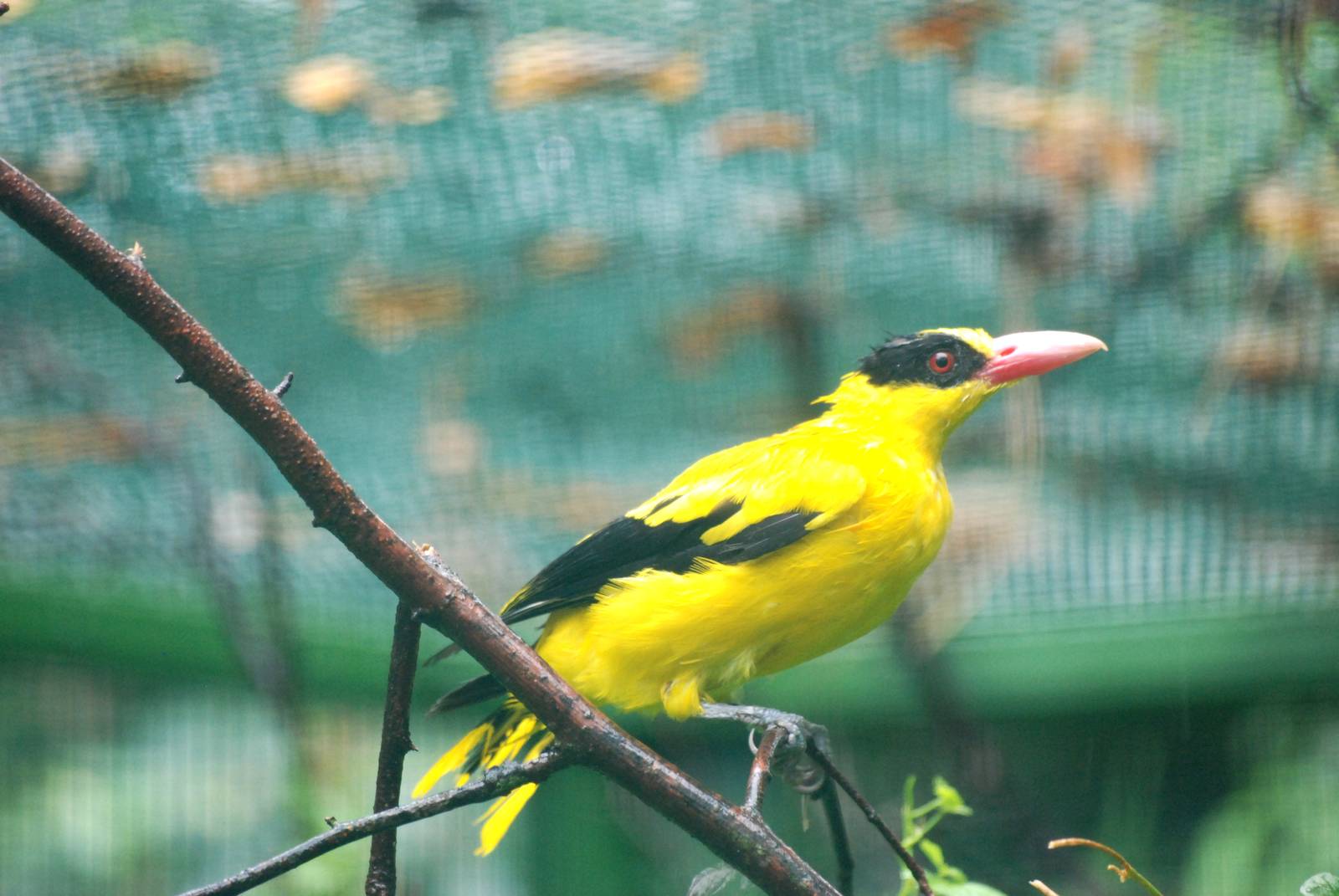 Eastern Black-naped Oriole at Pilsen, 31/08/12