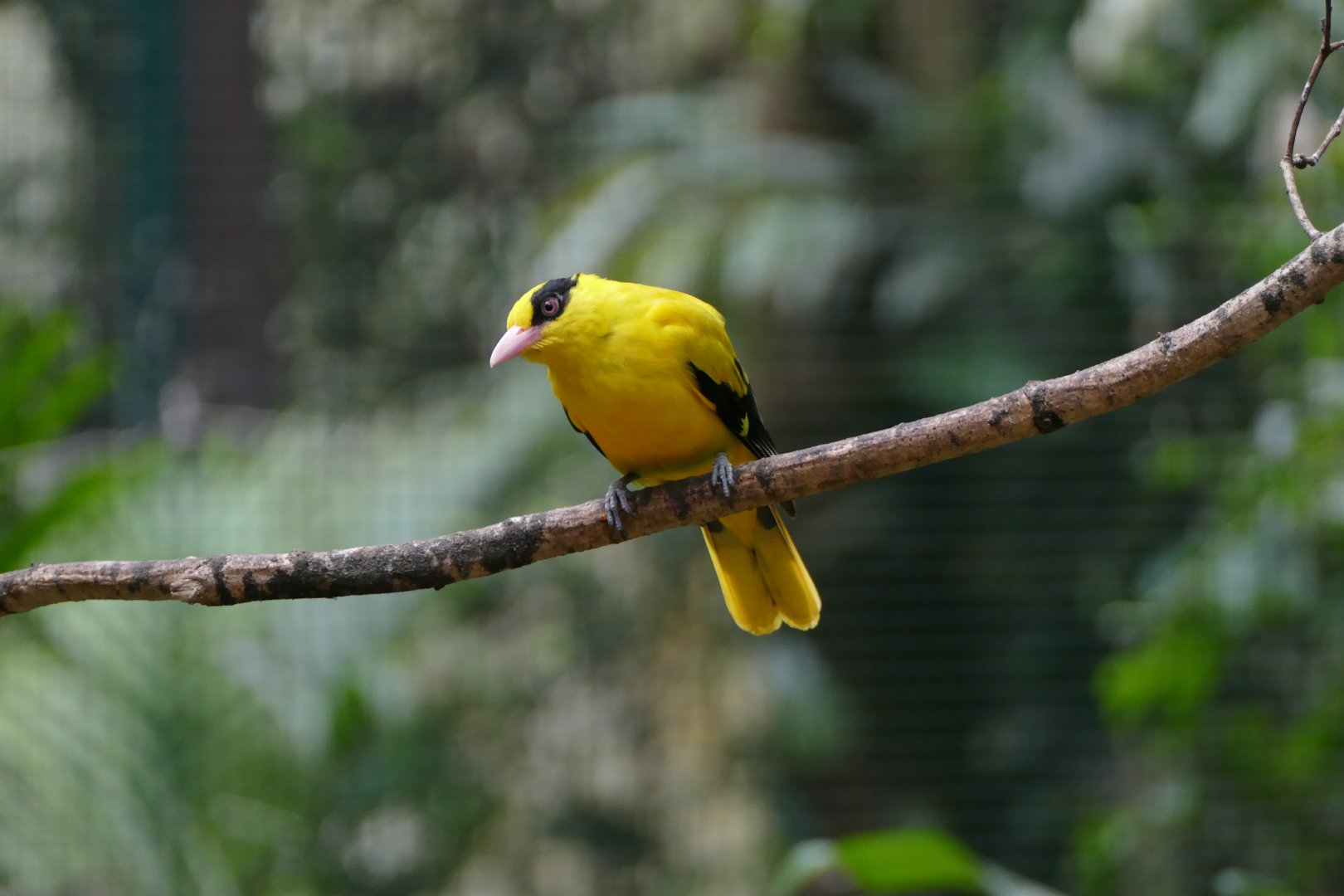 Eastern black-naped Oriole