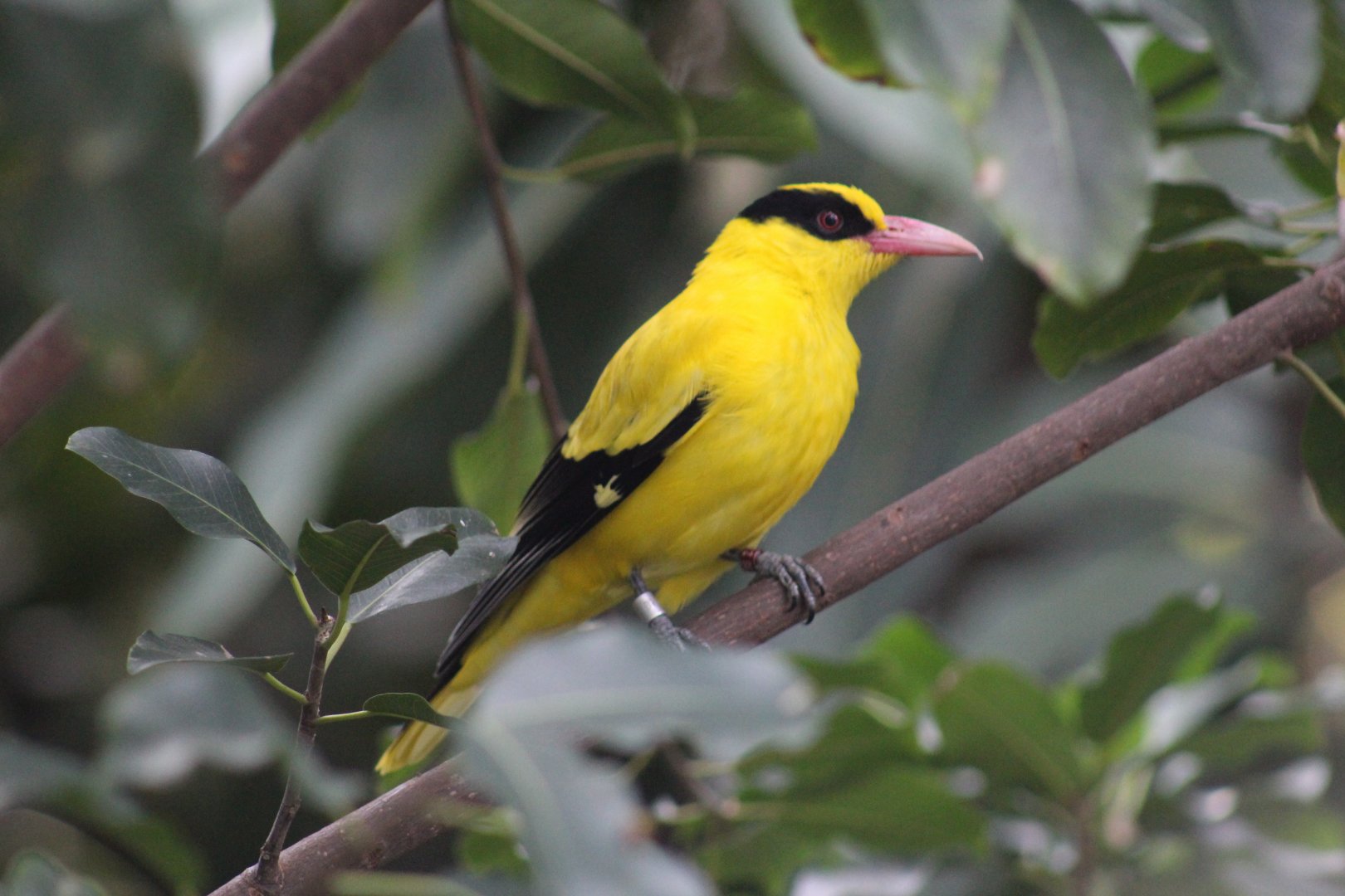Eastern Black-Naped Oriole