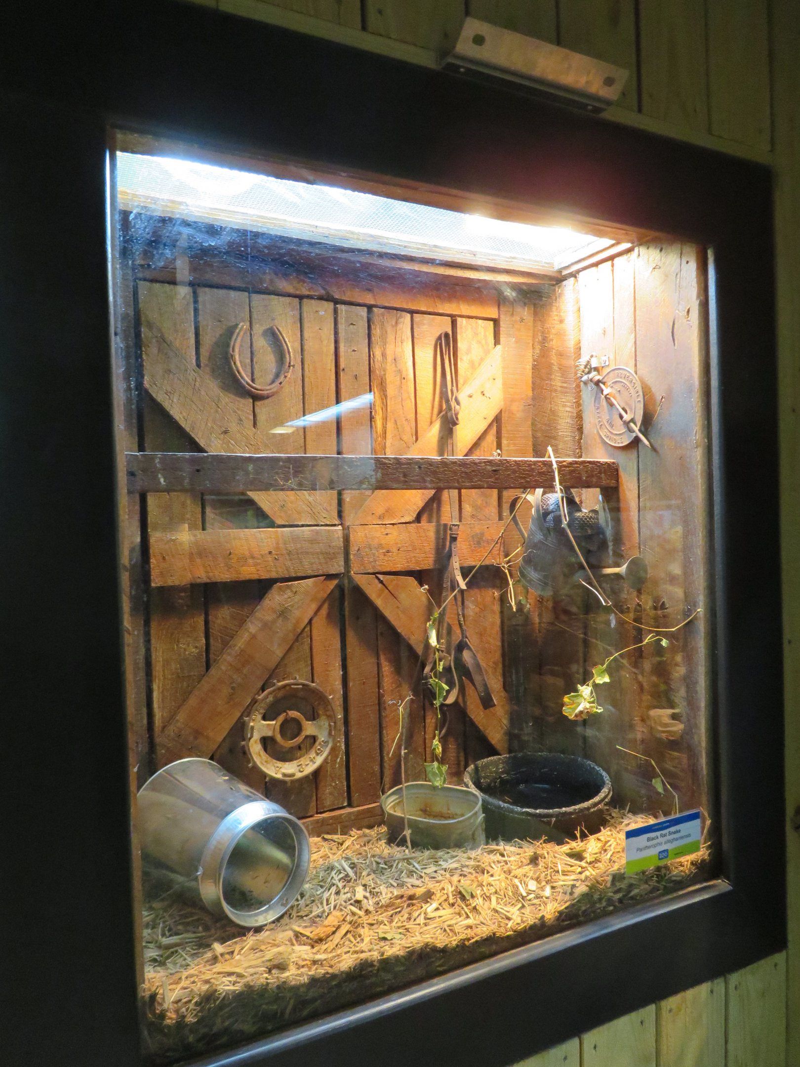 Eastern/Black Ratsnake Tank