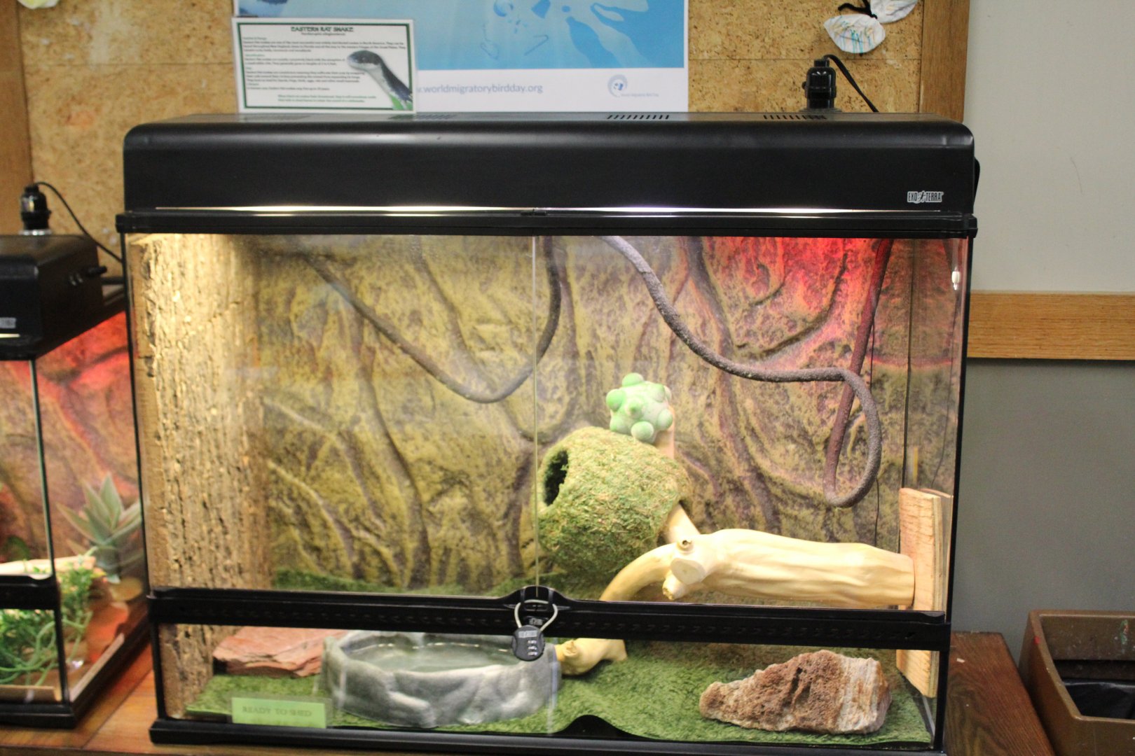 Eastern Black Ratsnake Terrarium