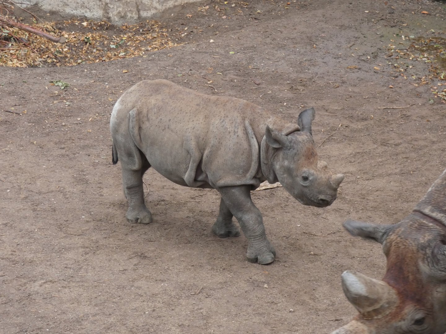 Eastern Black Rhin calf 'Sudan'