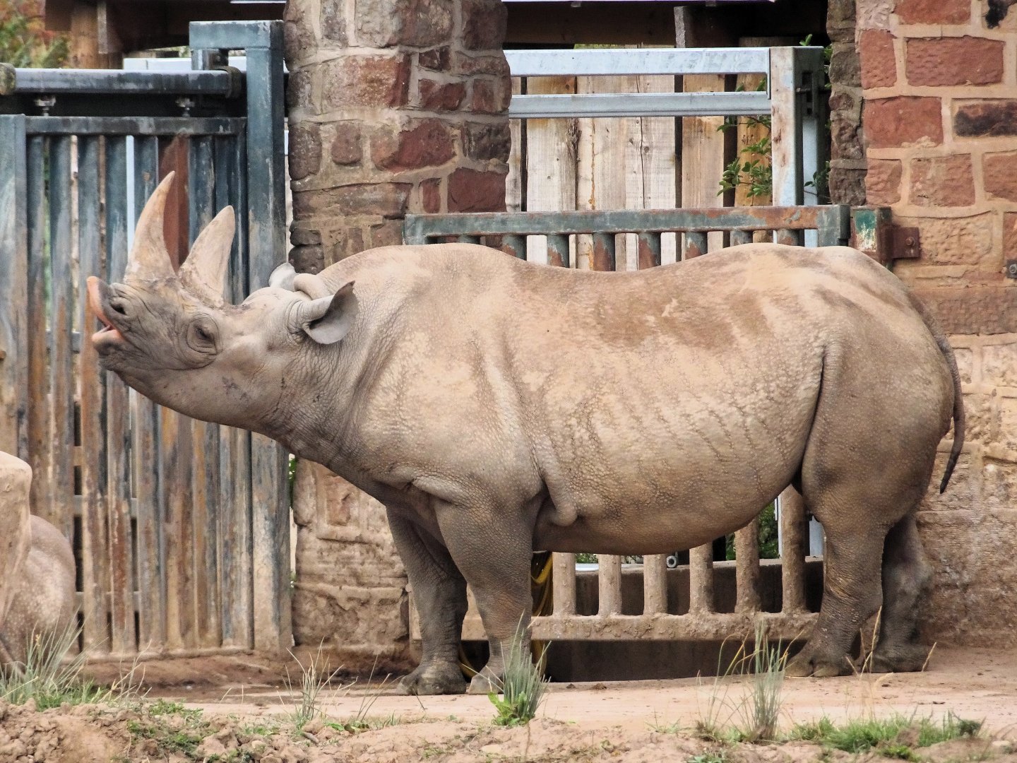 Eastern Black Rhino 6 September 2025