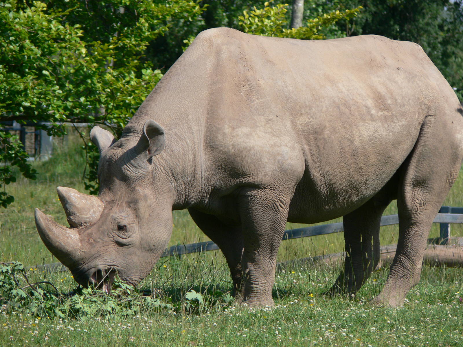 Eastern Black Rhino at Chester Zoo, 06/07/13