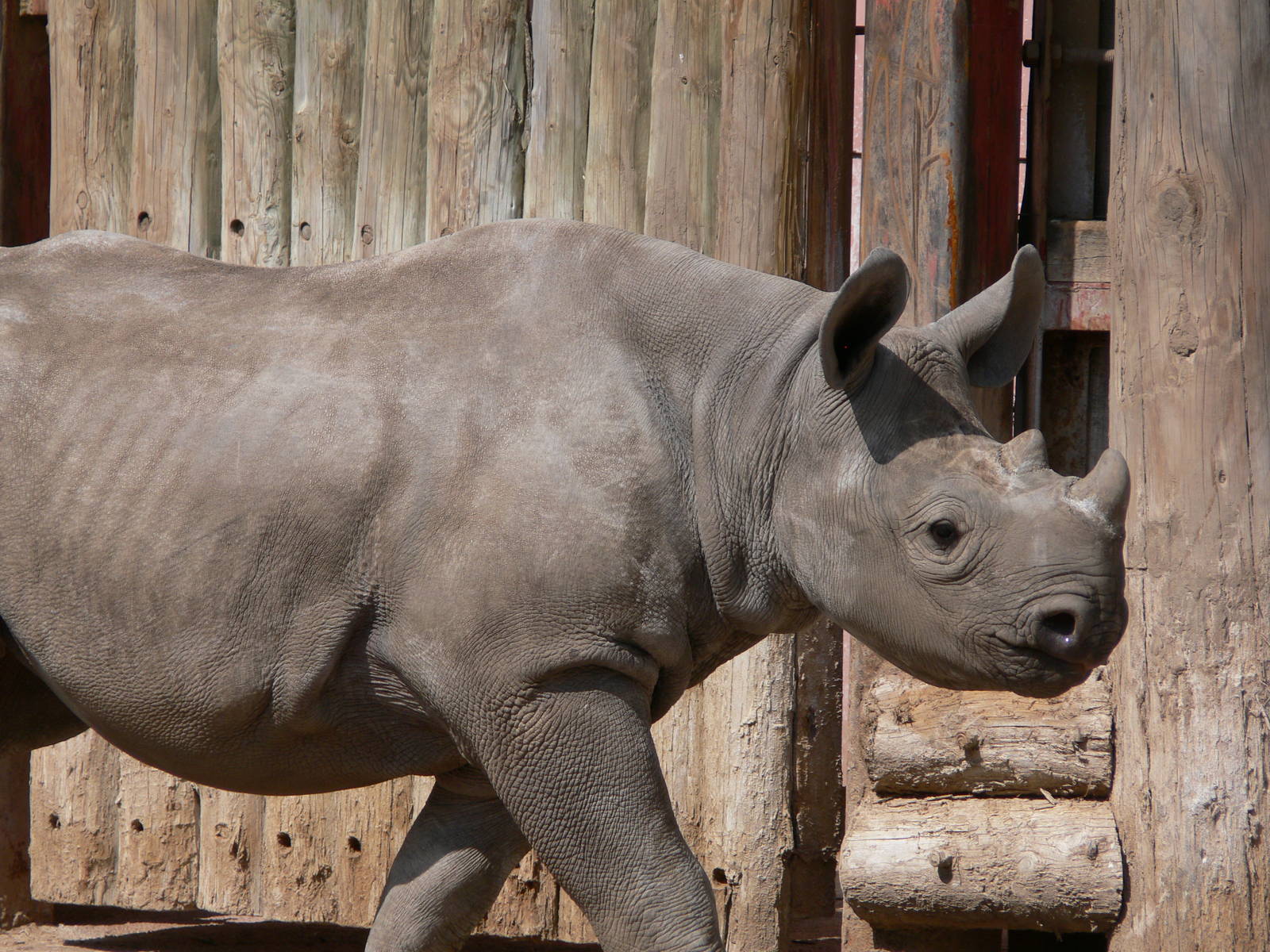 Eastern Black Rhino at Chester Zoo, 06/07/13