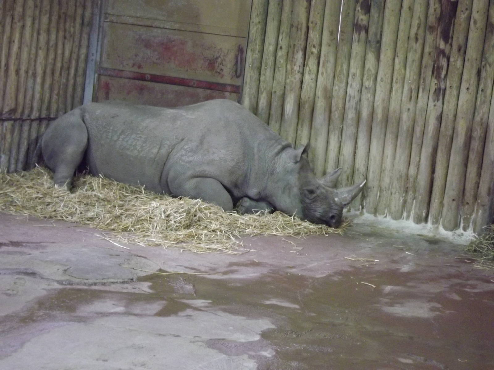 Eastern Black Rhino at Chester Zoo 31/03/12