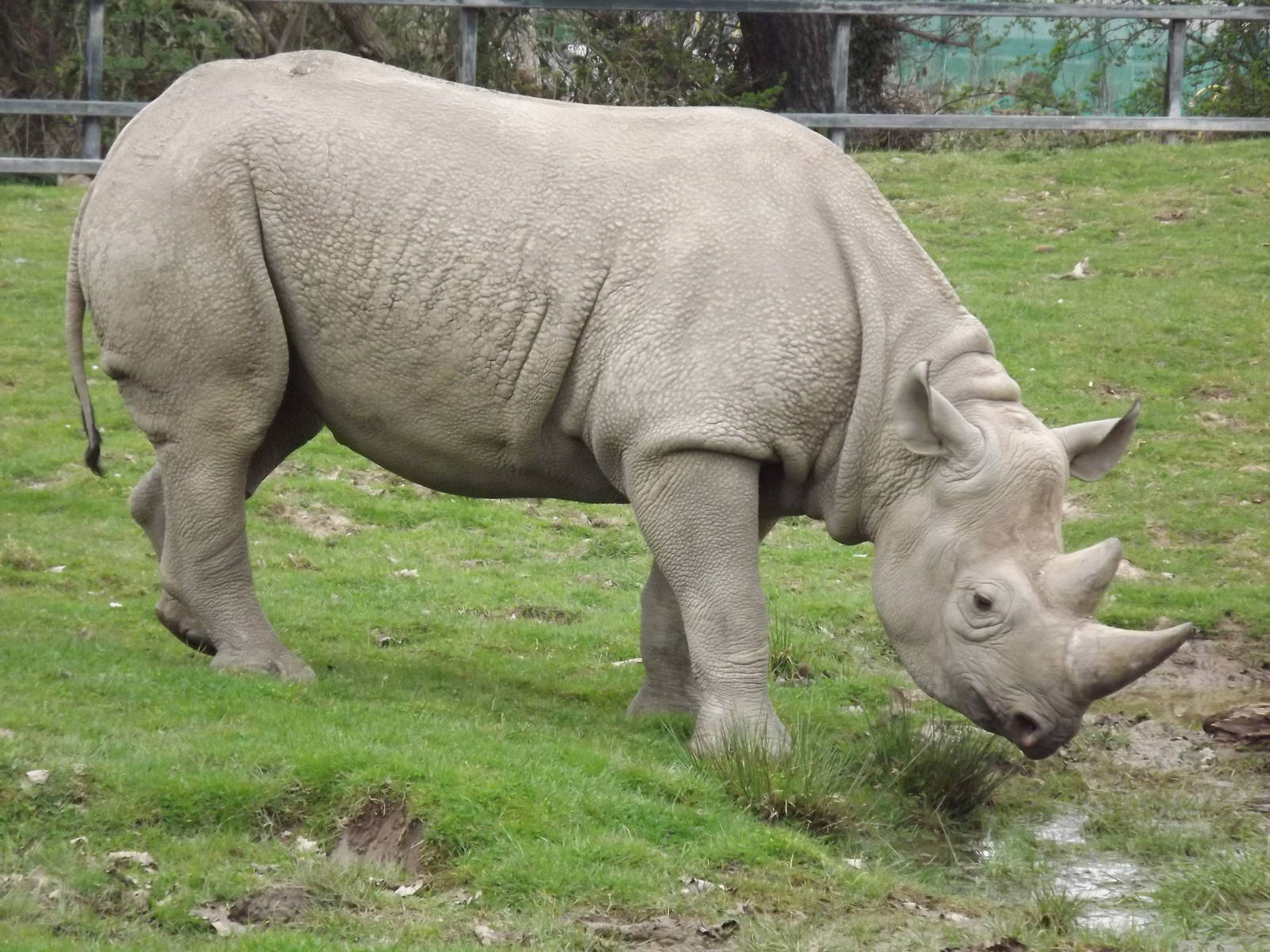Eastern Black Rhino at Chester Zoo 31/03/12