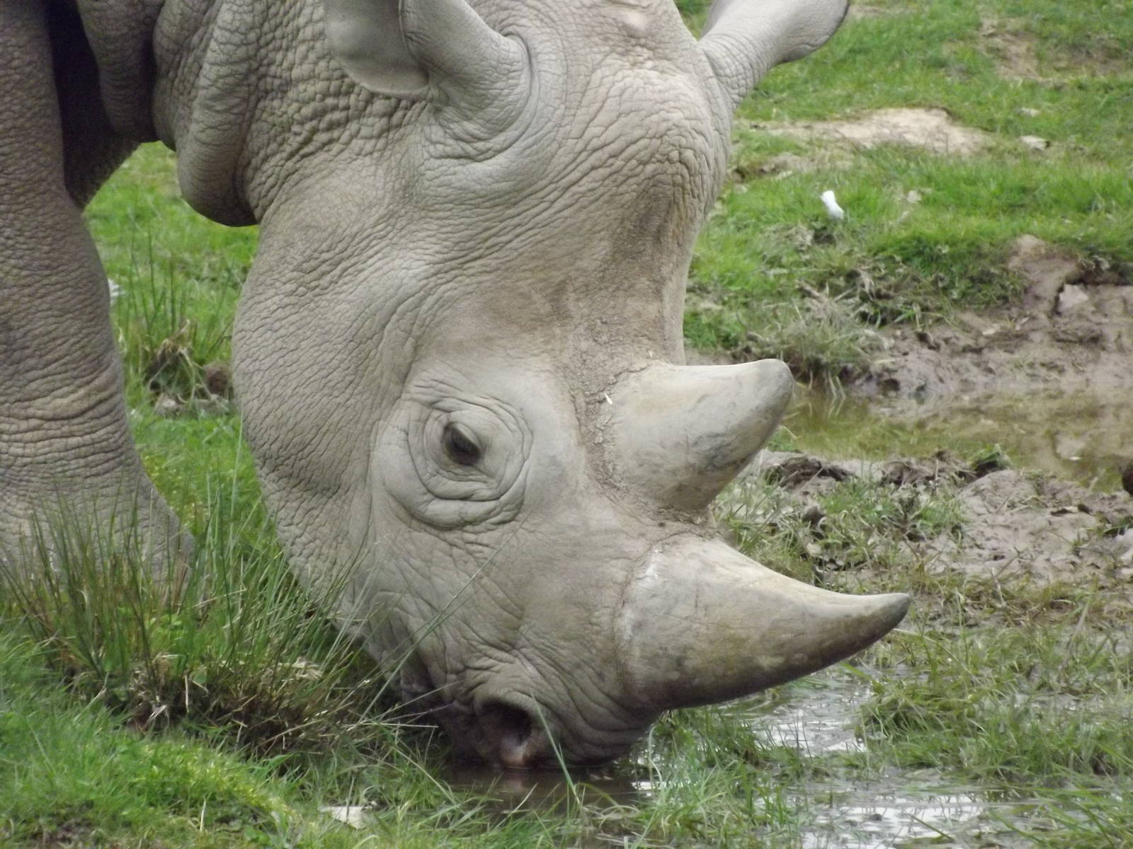 Eastern Black Rhino at Chester Zoo 31/03/12
