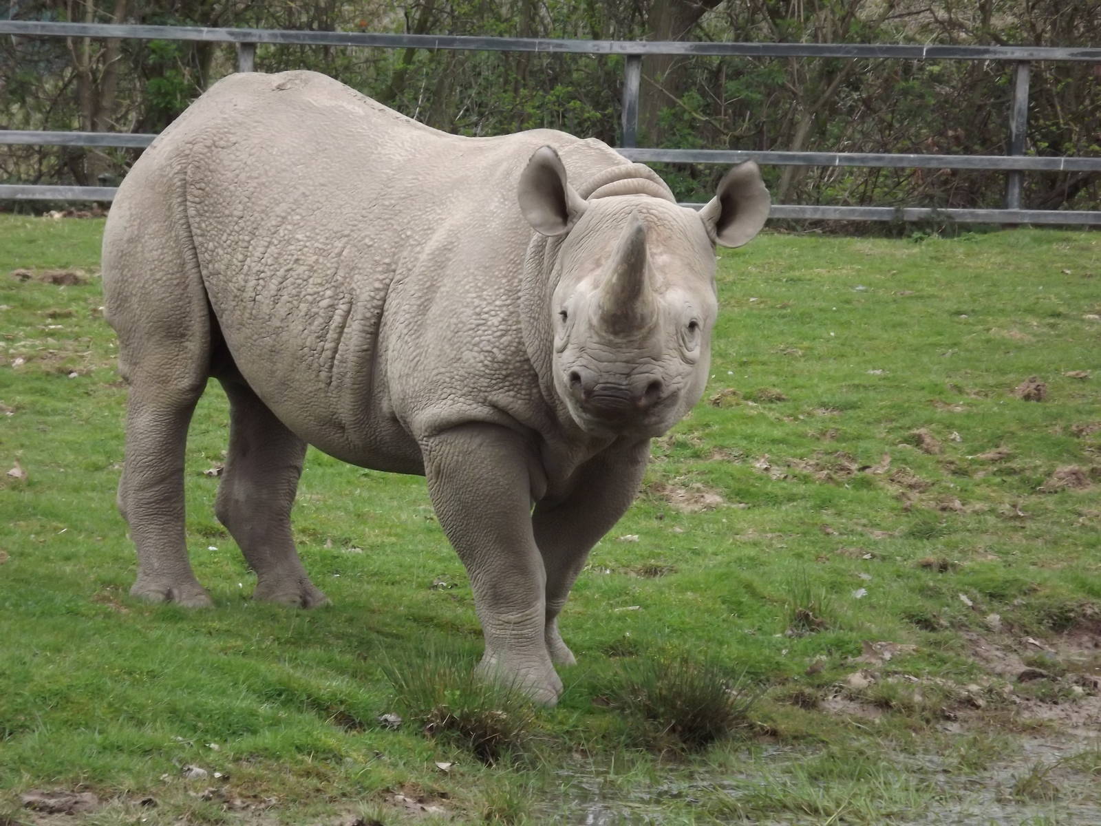 Eastern Black Rhino at Chester Zoo 31/03/12