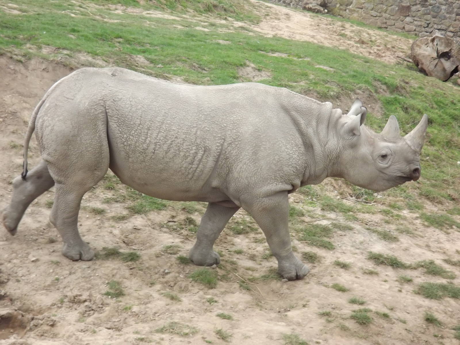 Eastern Black Rhino at Chester Zoo 31/03/12