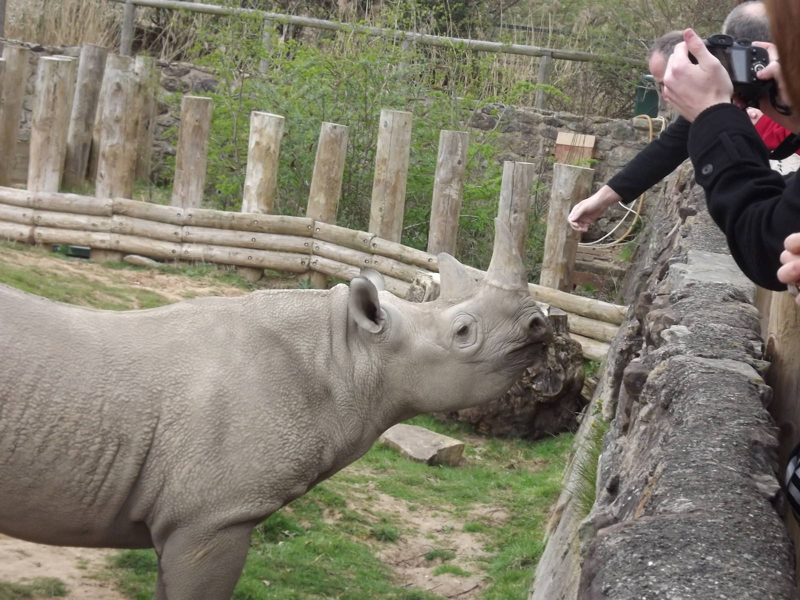 Eastern Black Rhino at Chester Zoo 31/03/12