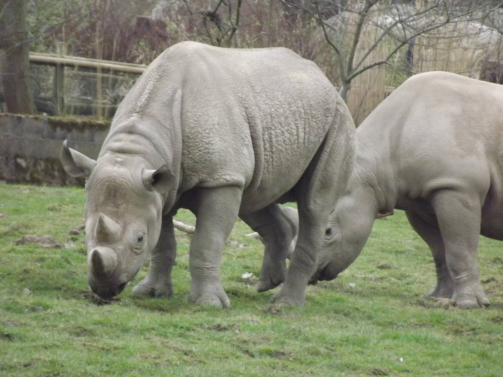 Eastern Black Rhino at Chester Zoo 31/03/12