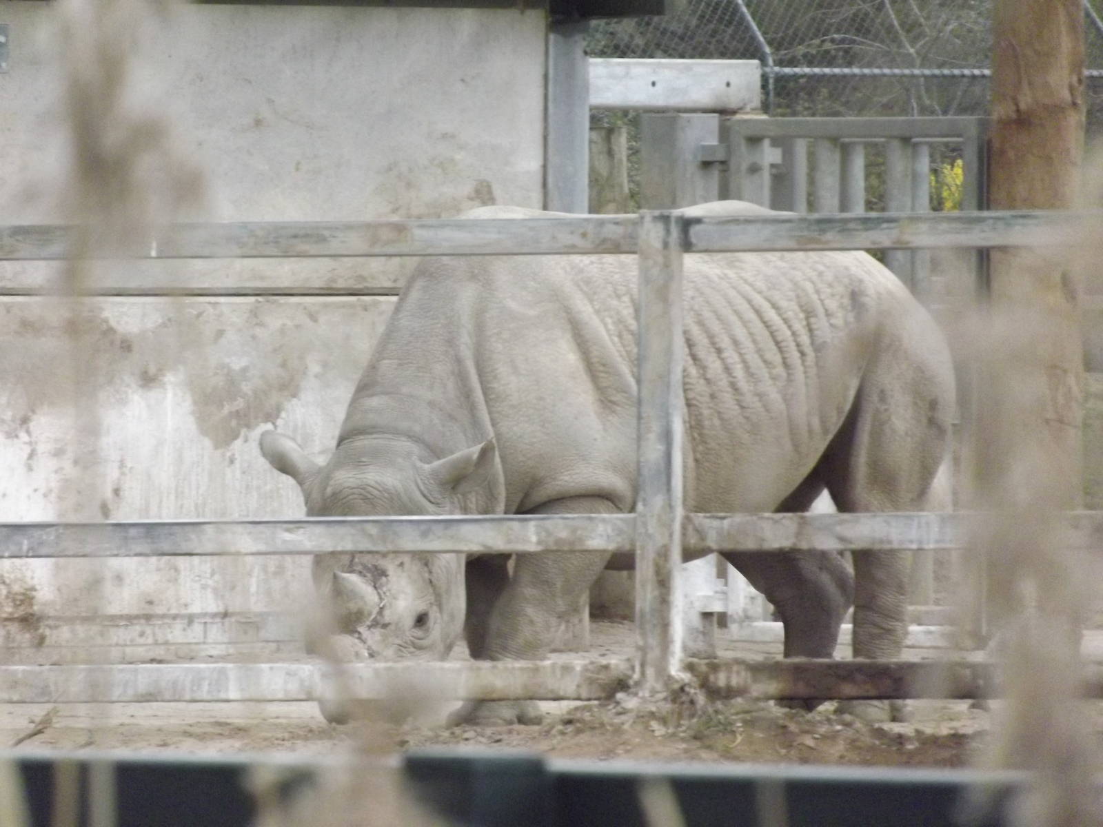 Eastern Black Rhino at Chester Zoo 31/03/12