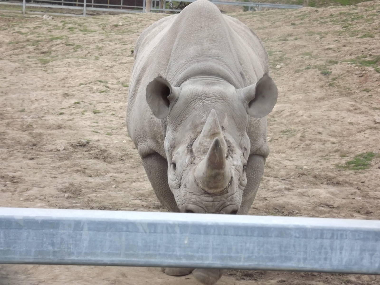 Eastern Black Rhino at Chester Zoo 31/03/12