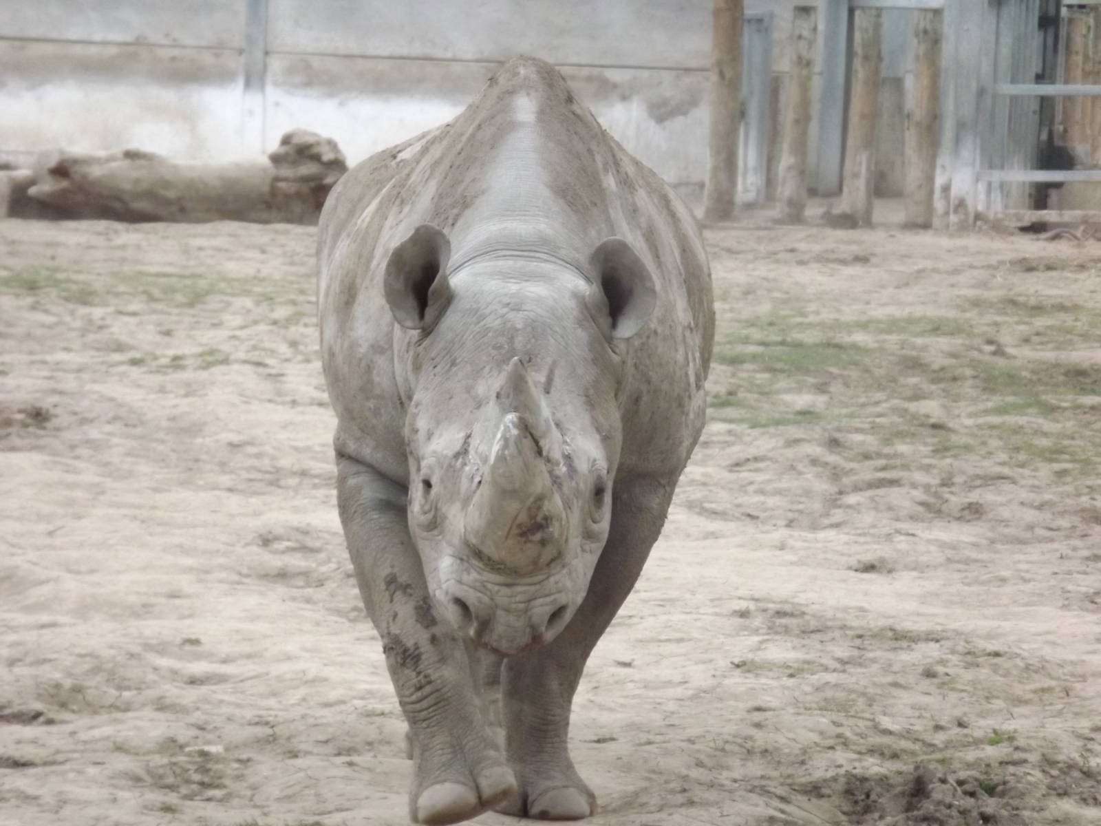 Eastern Black Rhino at Chester Zoo 31/03/12