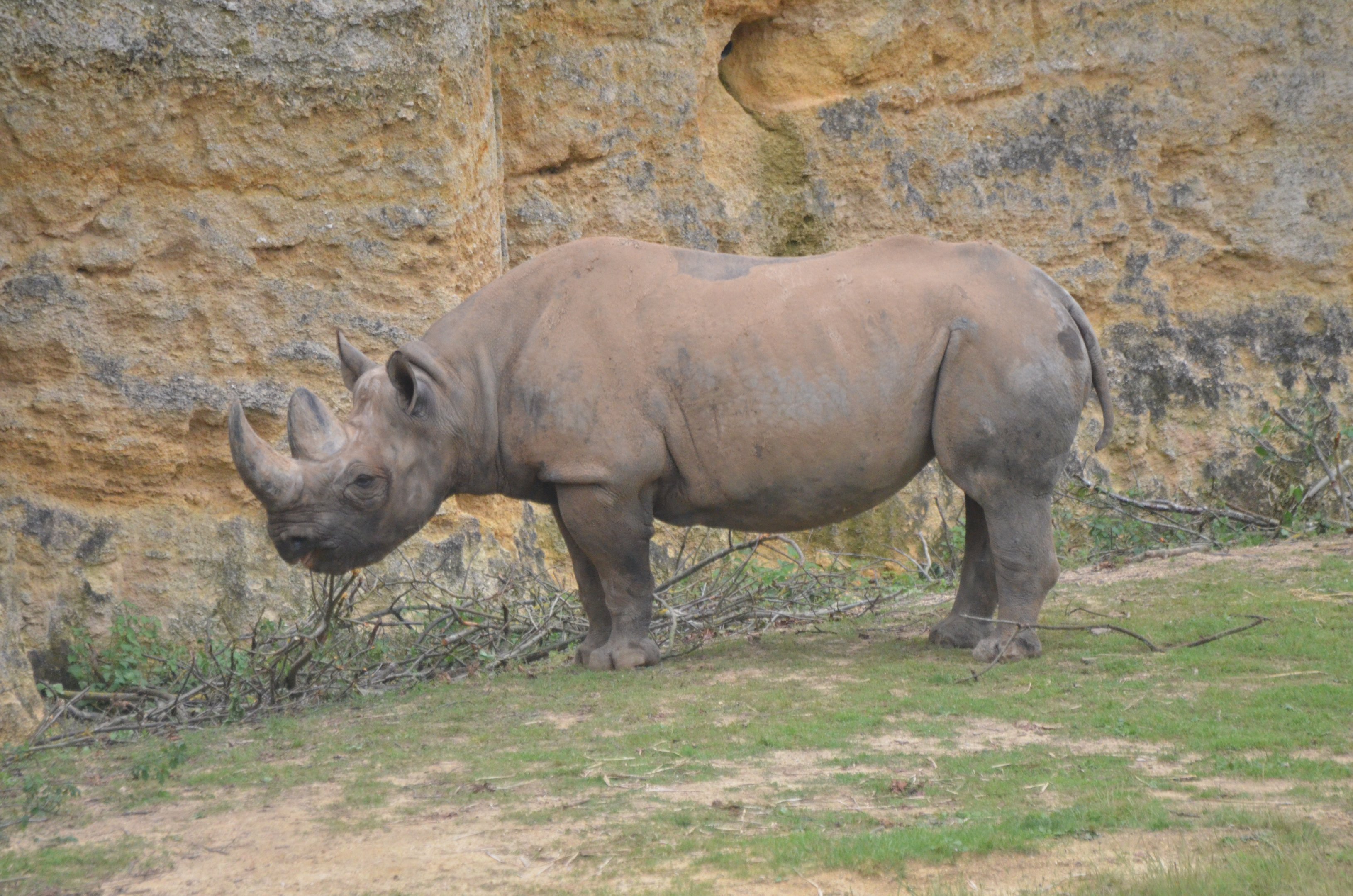 Eastern Black Rhino at Doué-la-Fontaine, 15/06/18