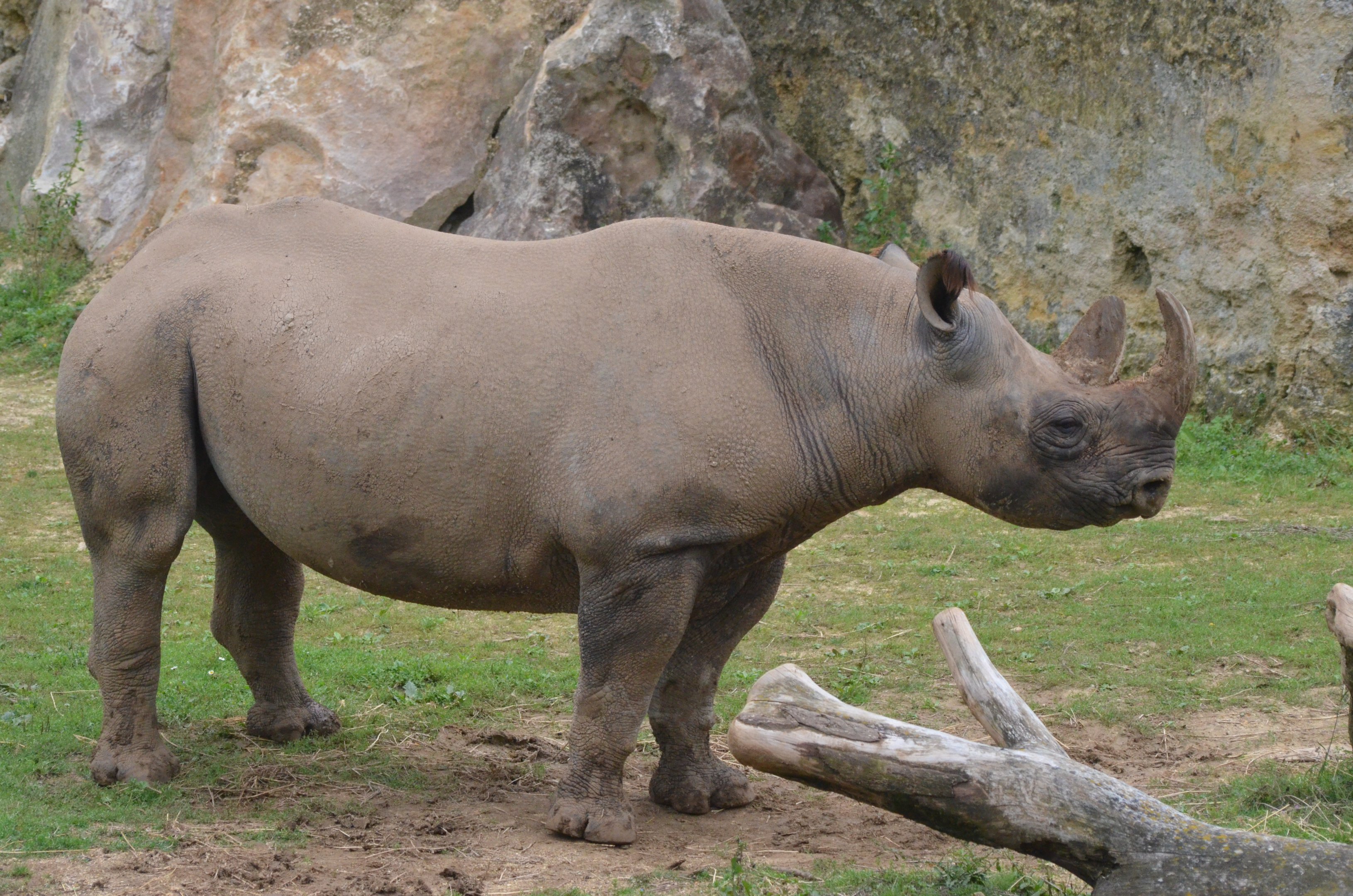 Eastern Black Rhino at Doué-la-Fontaine, 15/06/18