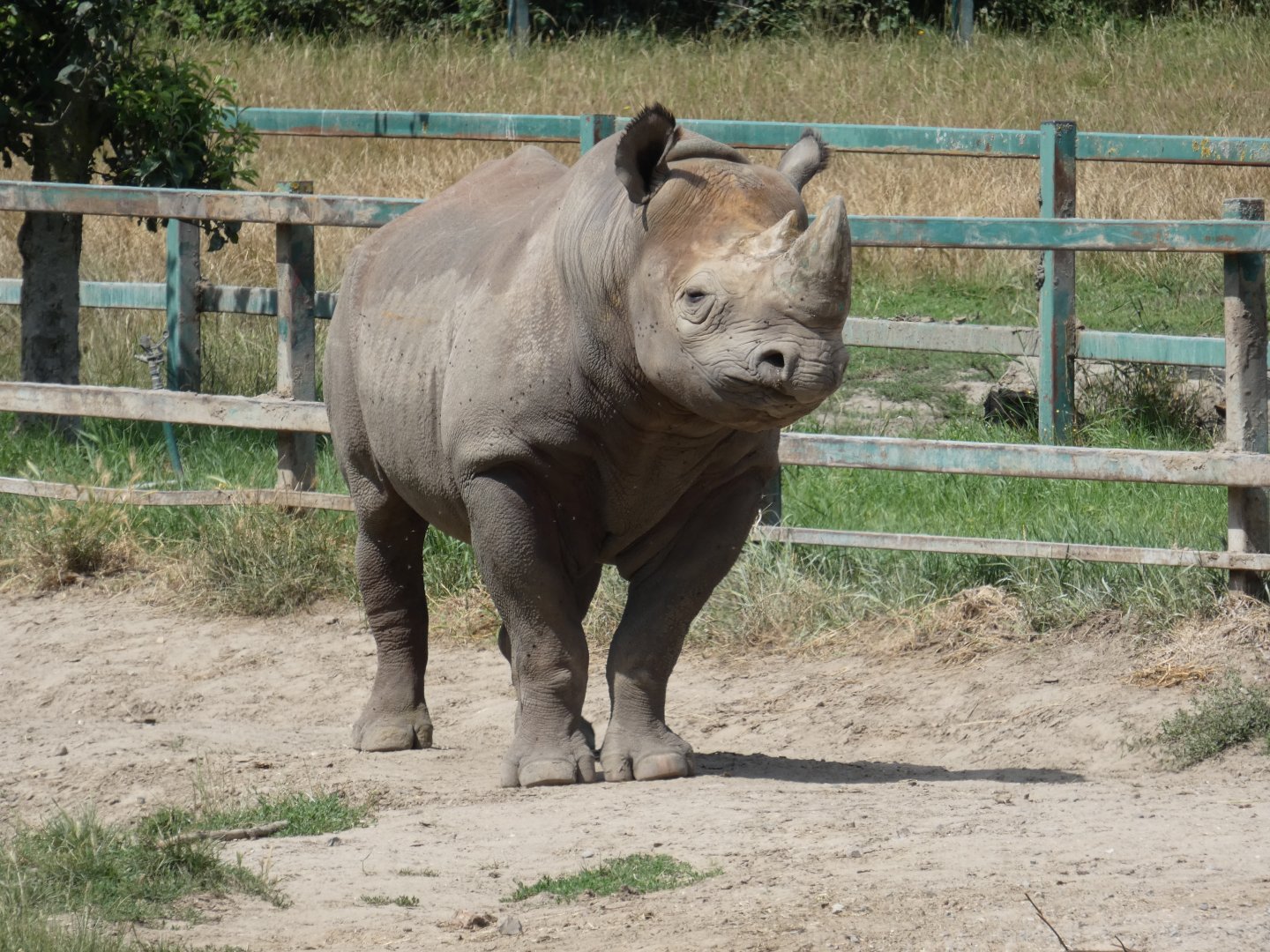 Eastern Black Rhino bull