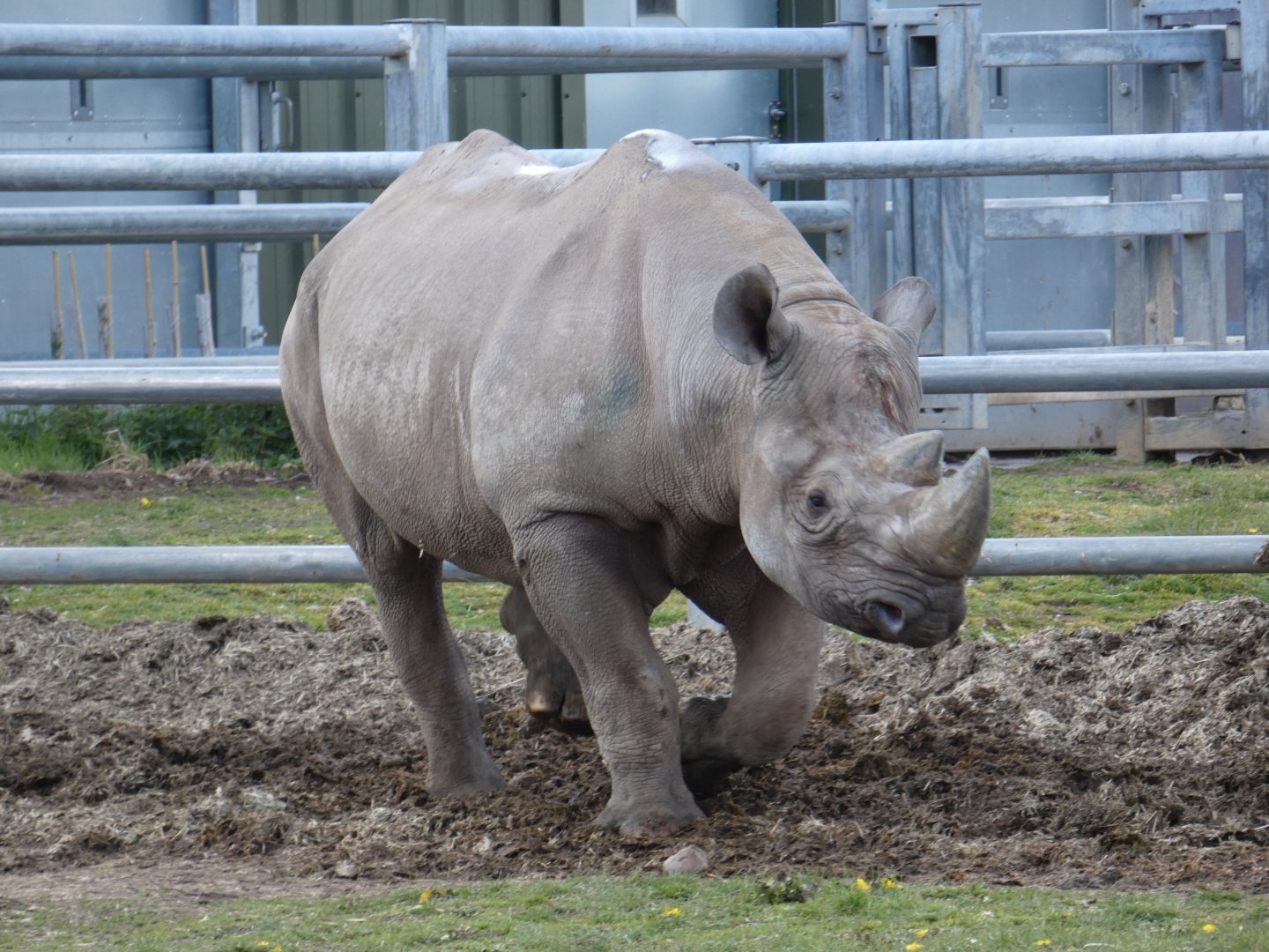 Eastern black rhino bull