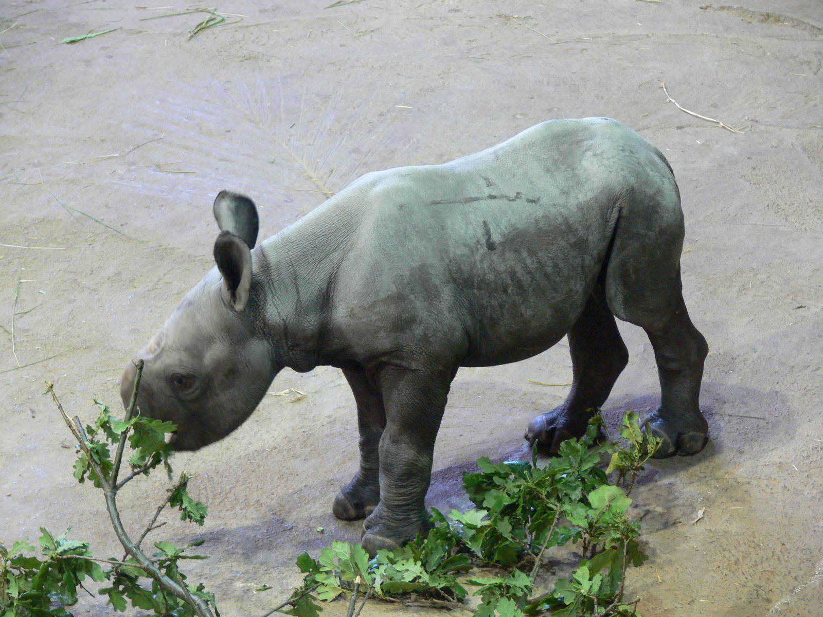 Eastern Black Rhino calf at Chester Zoo, 06/07/13
