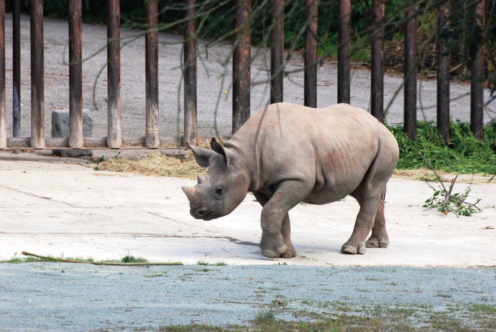 Eastern Black Rhino Calf at Dvur Kralove, 27/08/12