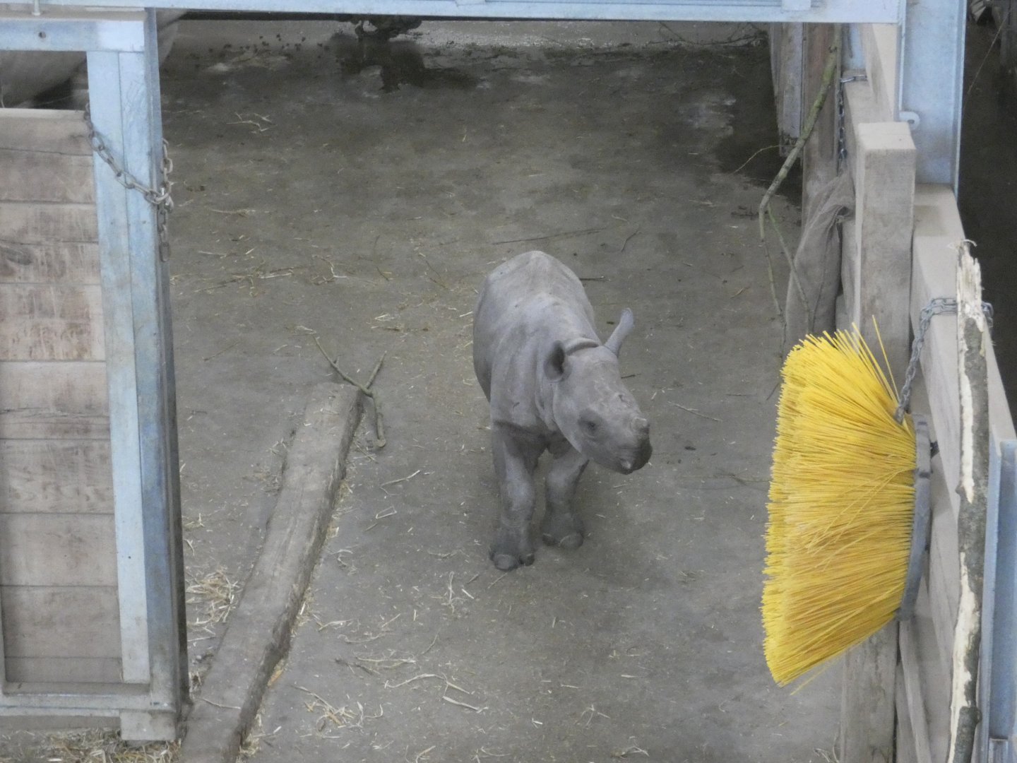 Eastern black rhino calf