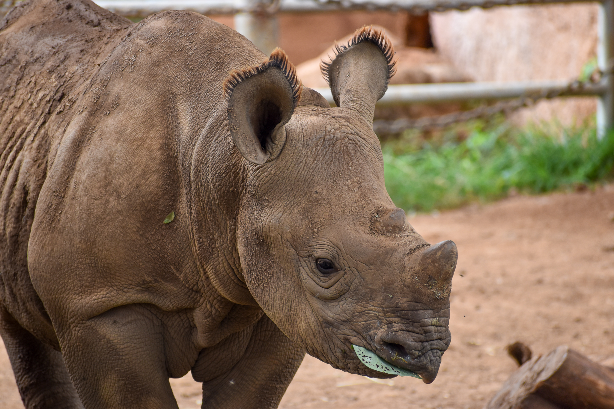 Eastern Black Rhino calf