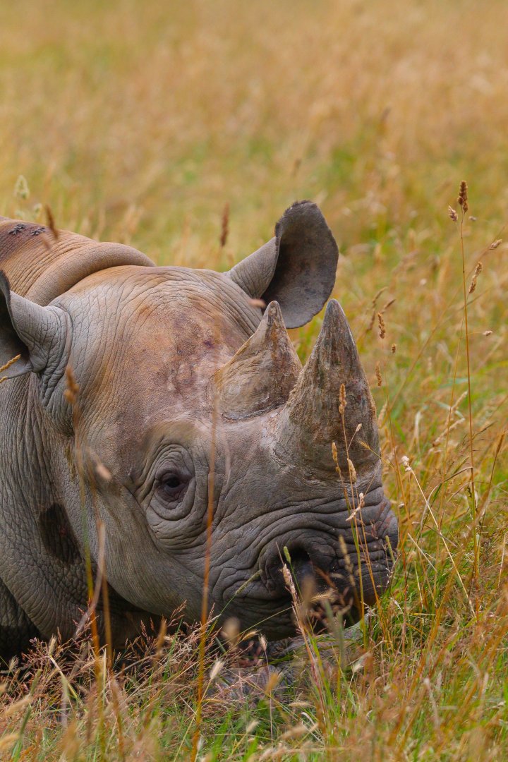 Eastern Black Rhino "Chanua"- July 2024