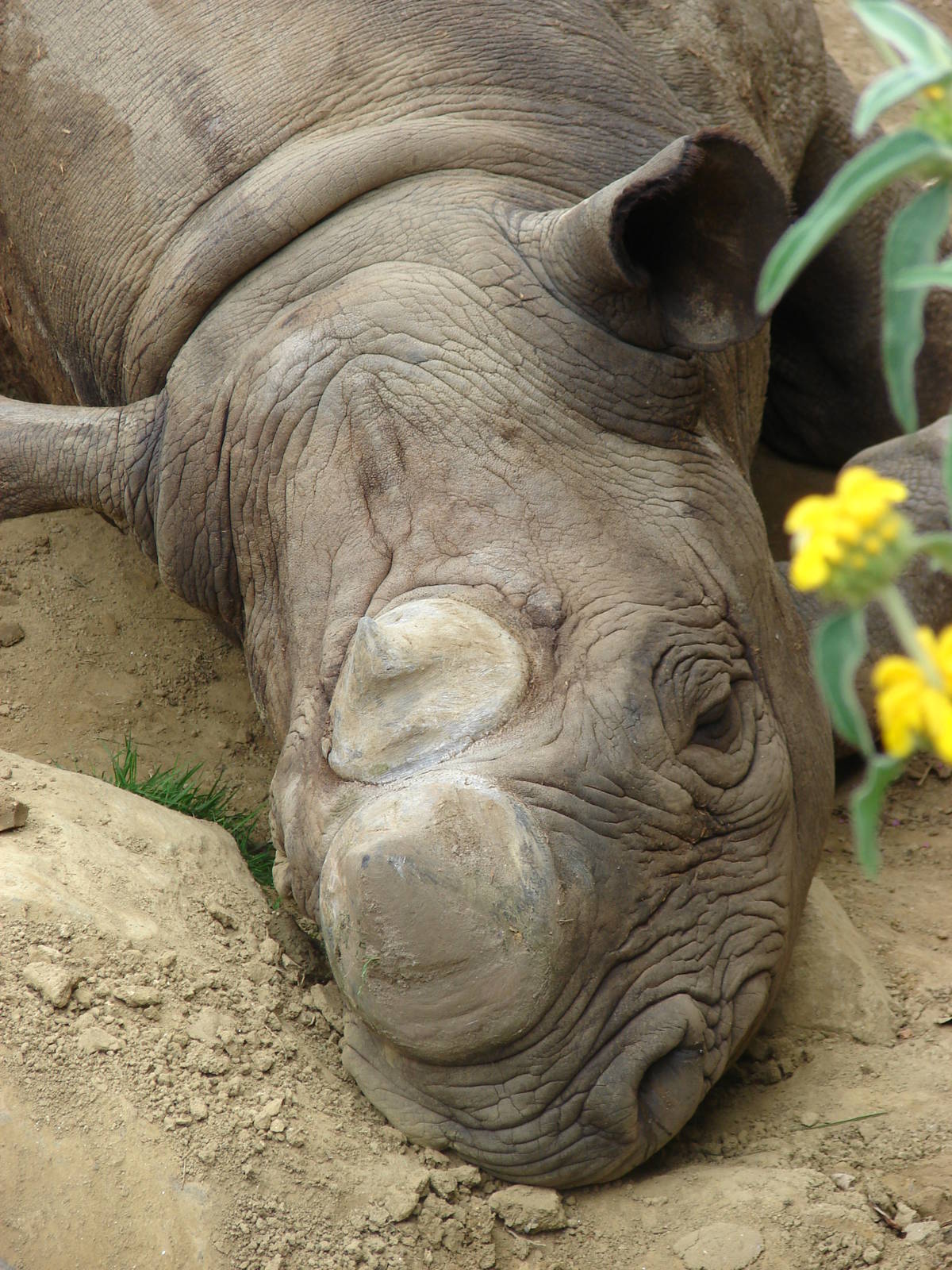 Eastern black rhino (Diceros bicornis michaeli)