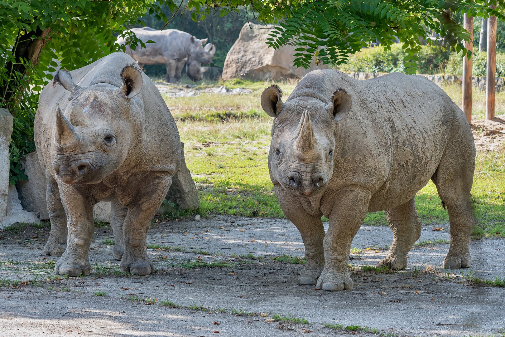 Eastern black rhino (Diceros bicornis michaeli)