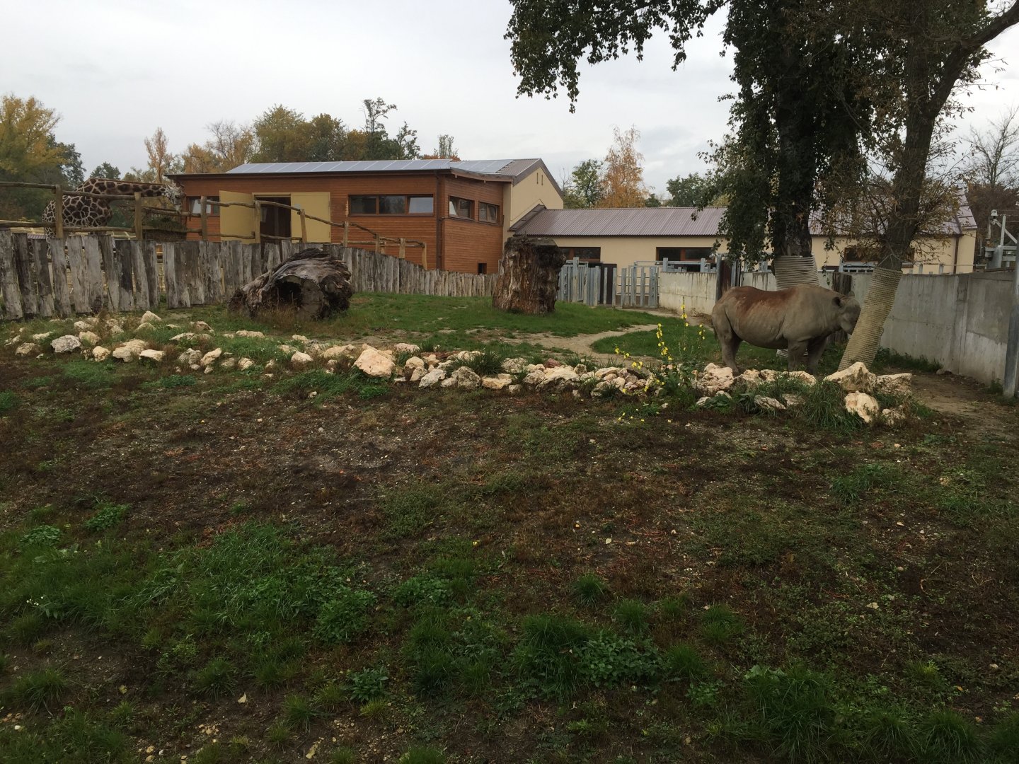 Eastern black rhino enclosure 10.2020.